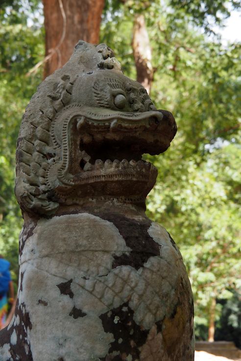 Serpent tricot au temple d'Angkor Ta Prohm