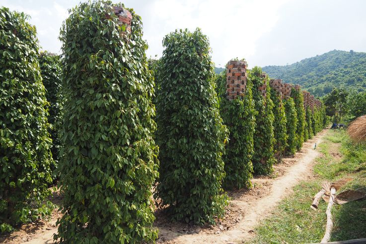 Starling farm plantation pepper, la plantation de poivres de Kampot