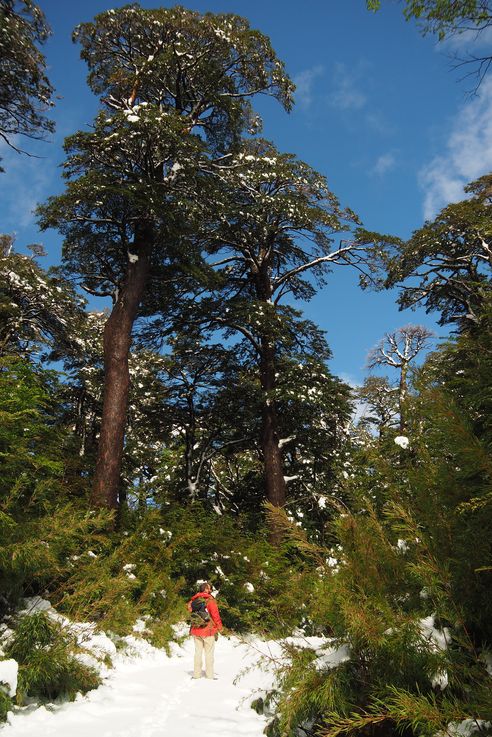 Forêt près des cuevas volcanicas du Villarrica