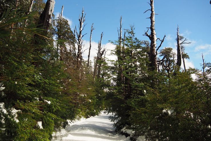 Forêt près des cuevas volcanicas du Villarrica