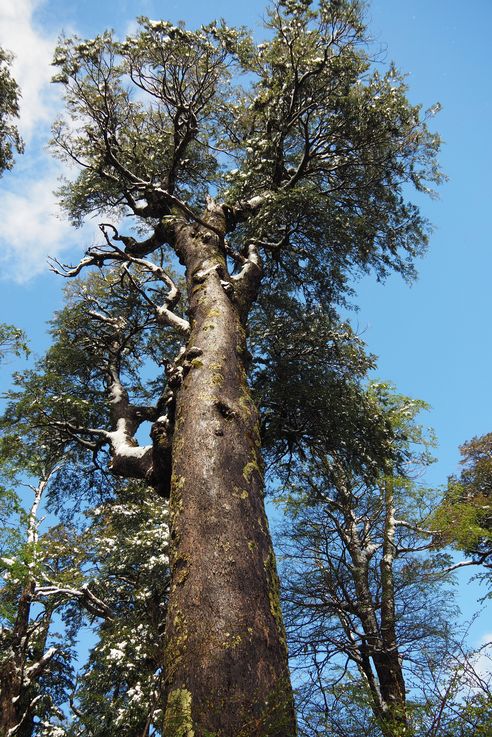 Les cuevas volcanicas du Villarrica