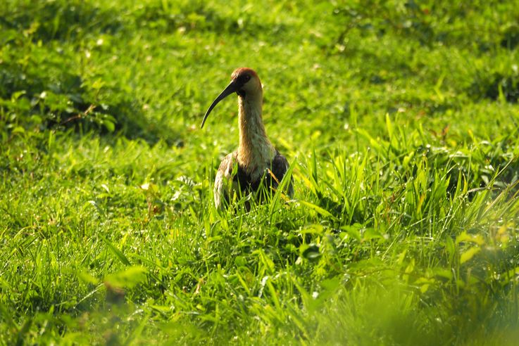 Ibis à face noire. Rando Santuario el Cañi.