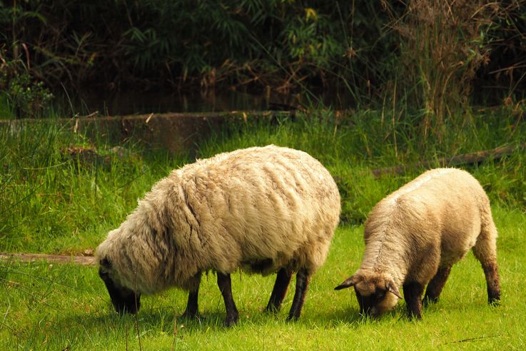 Moutons au Santuario el Cañi