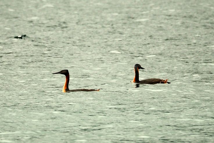 Le lac Caburgua