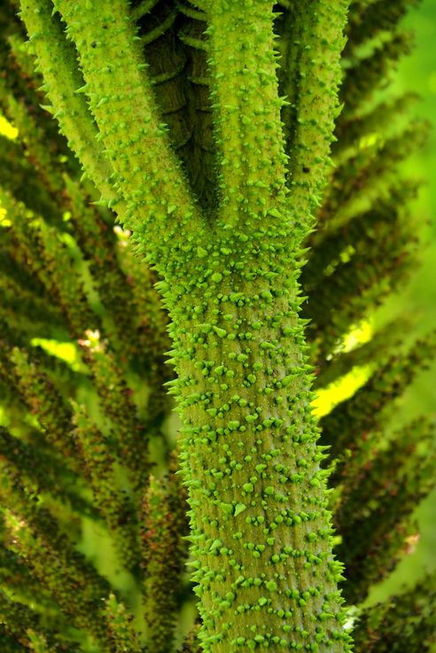 Rhubarbe géante (<i>Gunnera manicata</i>)