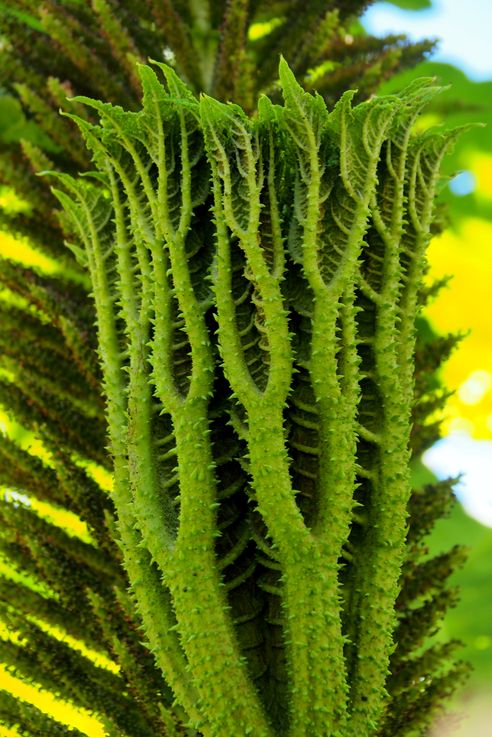 Rhubarbe géante (<i>Gunnera manicata</i>)