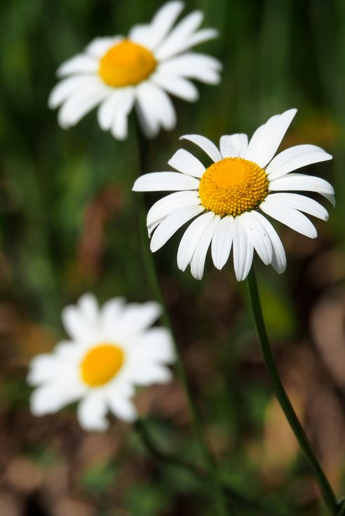 Marguerites à Puerto Peulla