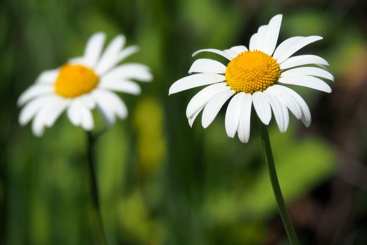 Marguerites à Puerto Peulla