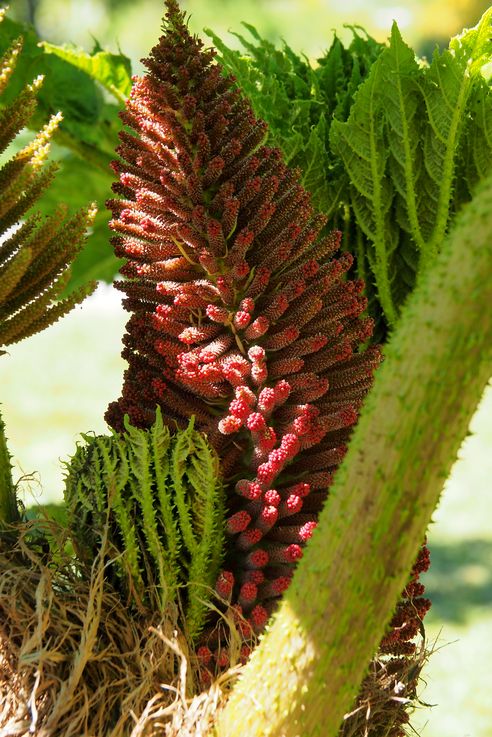 Rhubarbe géante (<i>Gunnera manicata</i>)