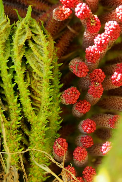 Rhubarbe géante (<i>Gunnera manicata</i>)