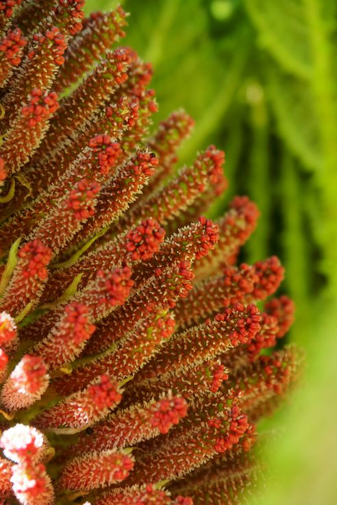 Rhubarbe géante (<i>Gunnera manicata</i>)