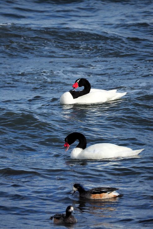 Cygnes à cou noir (<i>Cygnus melancoryphus</i>)