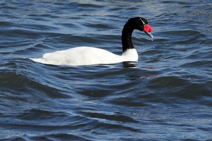 Cygnes à cou noir (<i>Cygnus melancoryphus</i>)