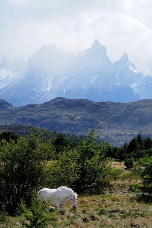 Cheval blanc à Torres del Paine