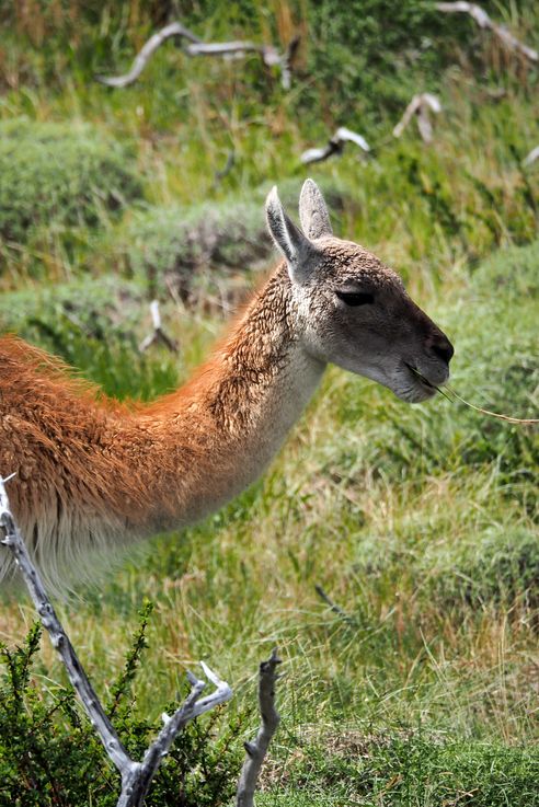 Guanaco sur le Sendero Cuernos - Torres del Paine