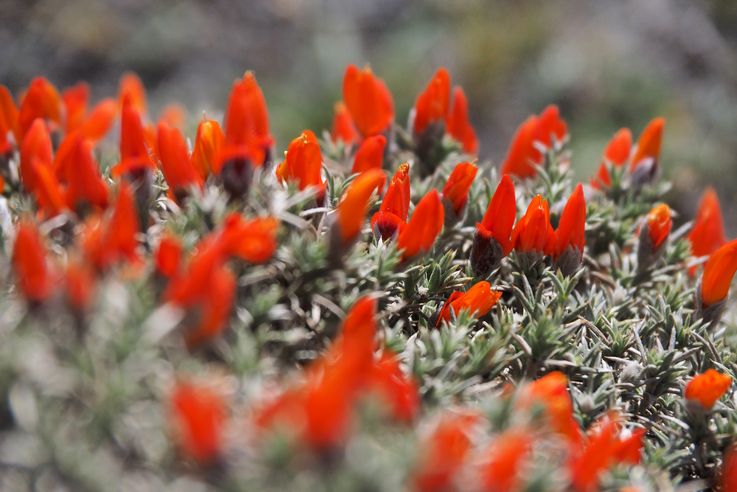 Anarthrophyllum desideratum - Torres del Paine