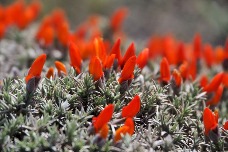 Anarthrophyllum desideratum - Torres del Paine
