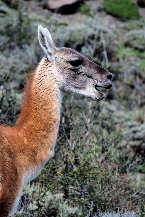 Guanaco (<i>Lama guanicoe</i>) - Torres del Paine