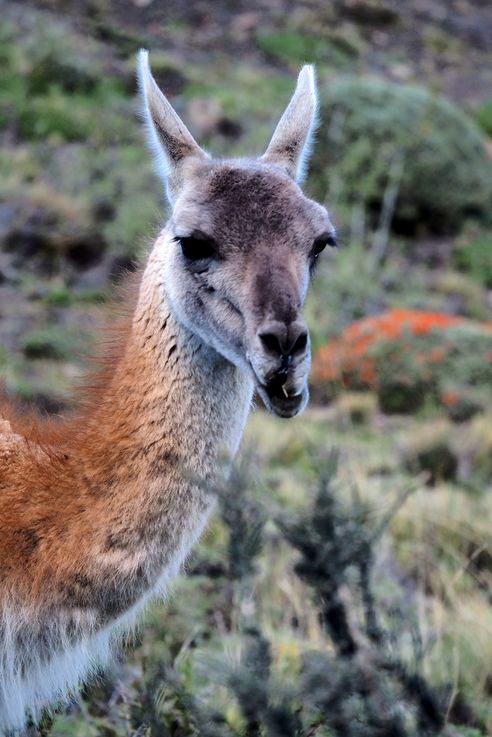 Guanaco (<i>Lama guanicoe</i>) - Torres del Paine