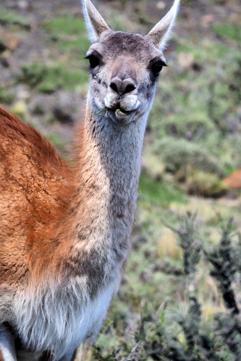 Guanaco (<i>Lama guanicoe</i>) - Torres del Paine