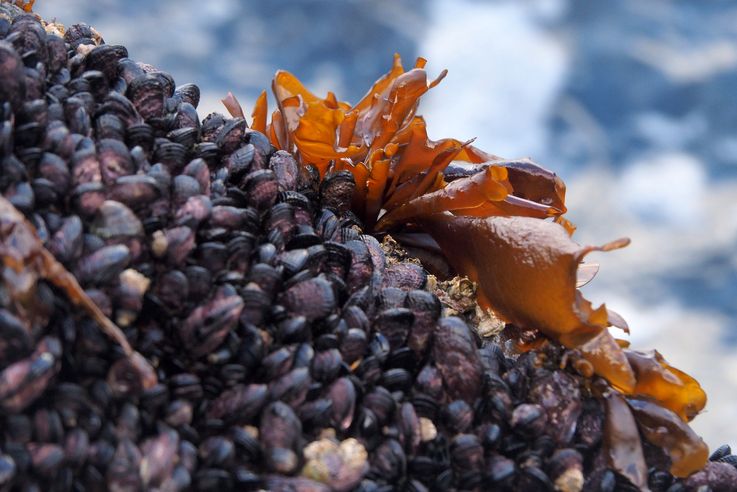 Les moules de la fin du continent américain...