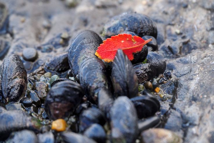 Les moules de la fin du continent américain...