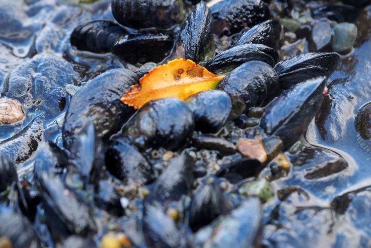 Les moules de la fin du continent américain...