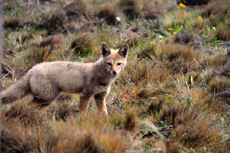 Renard gris d'Argentine (<i>Lycalopex griseus</i>)