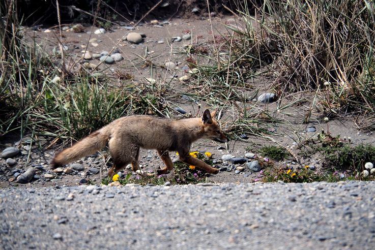 Renard gris d'Argentine (<i>Lycalopex griseus</i>)