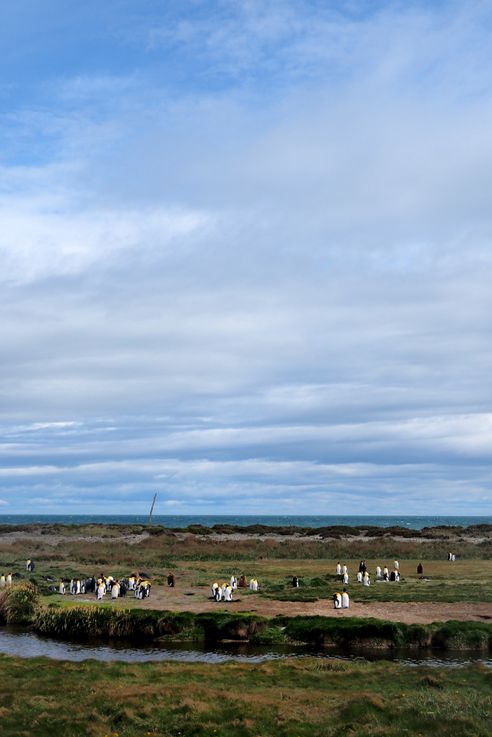 Parc des Manchots Royaux - Bahía Inútil