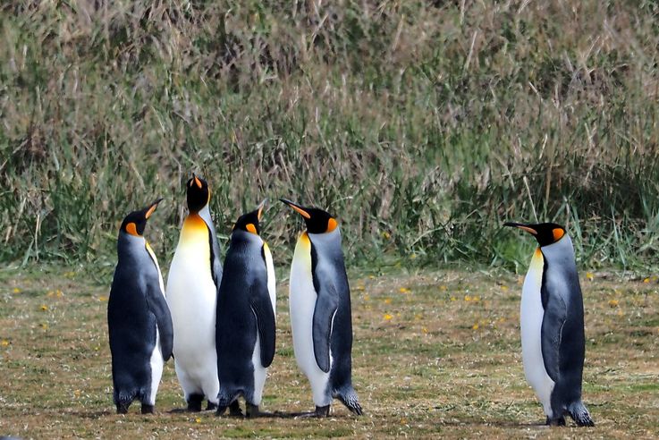 Parc des Manchots Royaux - Bahía Inútil