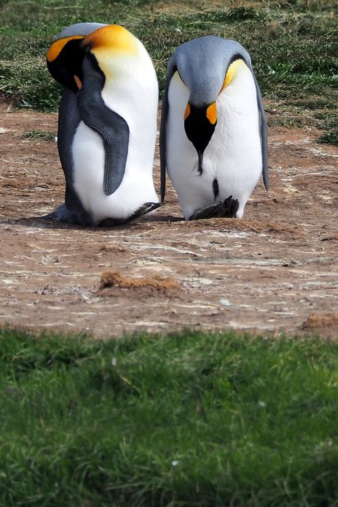 Parc des Manchots Royaux - Bahía Inútil