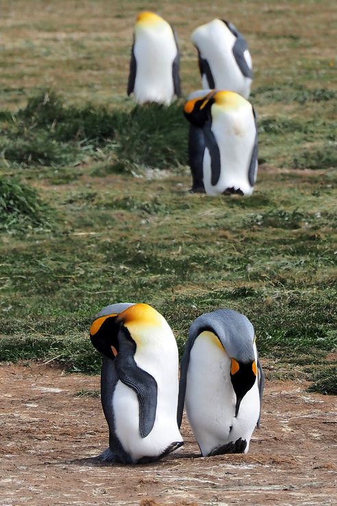 Parc des Manchots Royaux - Bahía Inútil