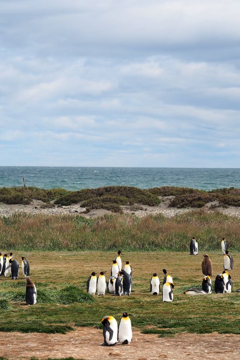 Parc des Manchots Royaux - Bahía Inútil