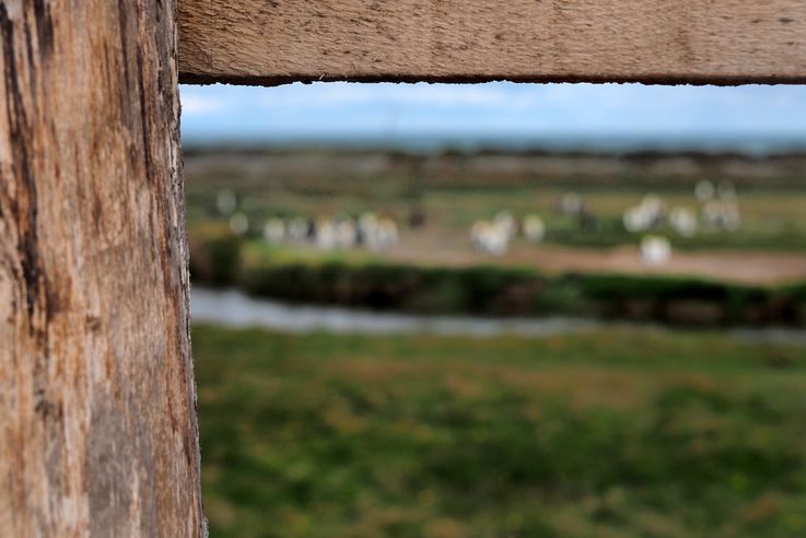 Parc des Manchots Royaux - Bahía Inútil