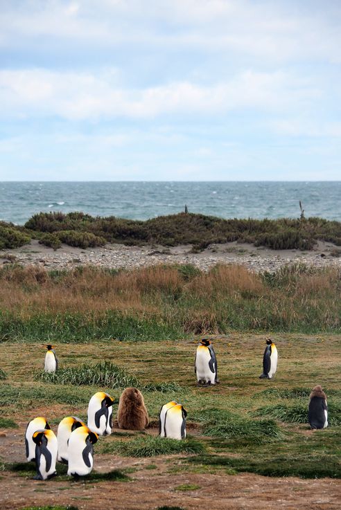 Parc des Manchots Royaux - Bahía Inútil