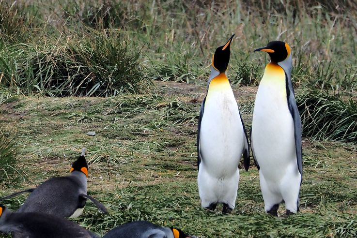 Parc des Manchots Royaux - Bahía Inútil