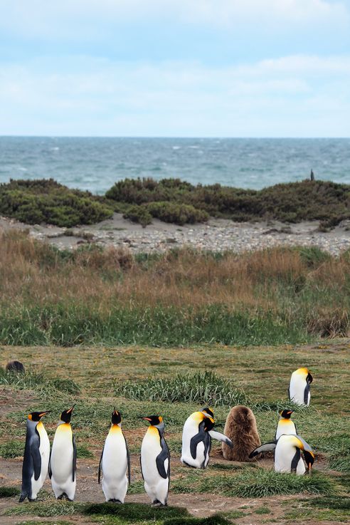 Parc des Manchots Royaux - Bahía Inútil