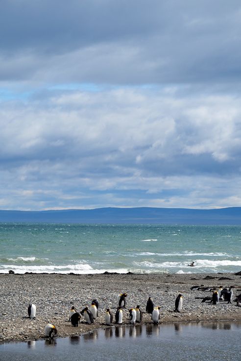 Parc des Manchots Royaux - Bahía Inútil