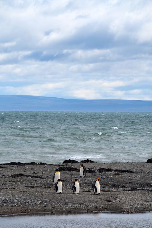 Parc des Manchots Royaux - Bahía Inútil