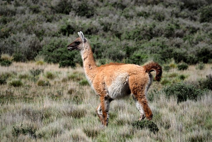 Guanaco - Terres de feu