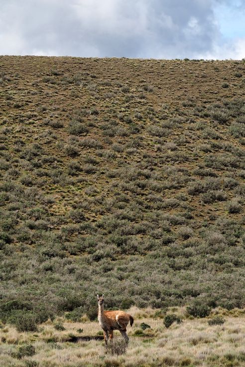 Guanaco - Terres de feu