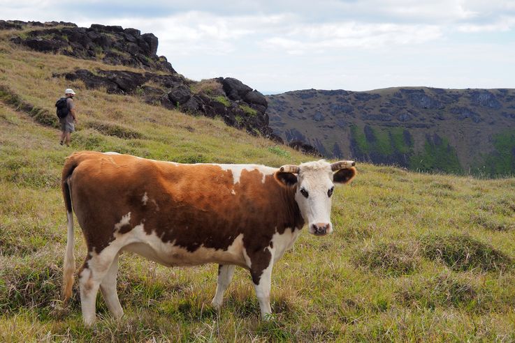 Vache au cratère du volcan Rano Kau - l'île de Pâques