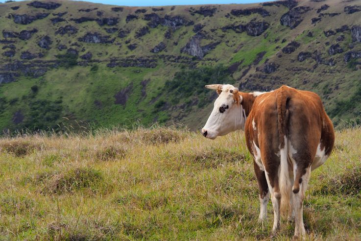 Le volcan Rano Kau - l'île de Pâques