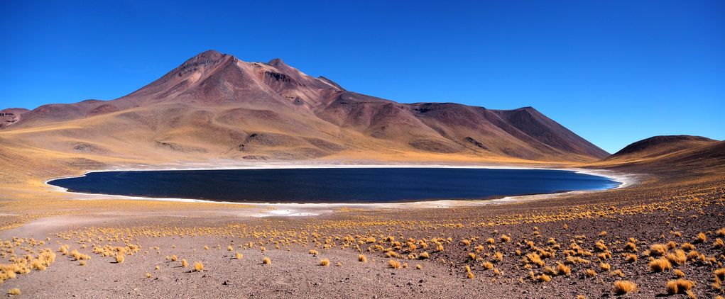 Fétuque festuca orthophylla - désert d'Atacama