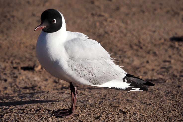 Mouette des andes (<i>Chroicocephalus serranus</i>) - désert d'Atacama