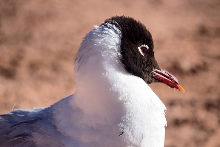 Mouette des andes (<i>Chroicocephalus serranus</i>) - désert d'Atacama