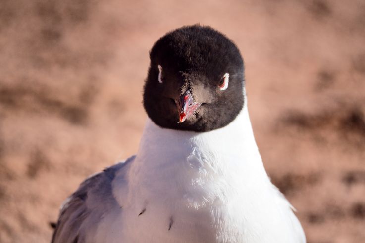 Mouette des andes (<i>Chroicocephalus serranus</i>) - désert d'Atacama