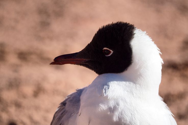 Mouette des andes (<i>Chroicocephalus serranus</i>) - désert d'Atacama