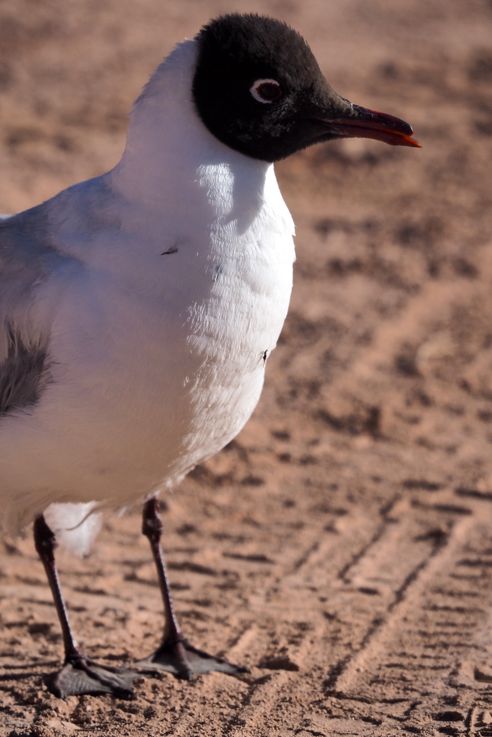 Mouette des andes (<i>Chroicocephalus serranus</i>) - désert d'Atacama